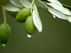 Use Olive Leaf Extract as a Solution to Mass Poisoning