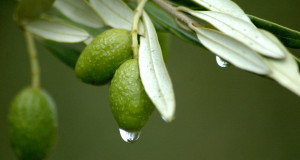 Use Olive Leaf Extract as a Solution to Mass Poisoning