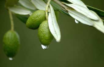 Use Olive Leaf Extract as a Solution to Mass Poisoning