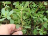 Wild Edible Plant Tour in Rural Washington