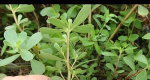 Wild Edible Plant Tour in Rural Washington