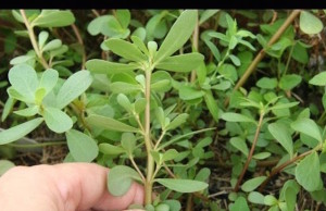 Wild Edible Plant Tour in Rural Washington