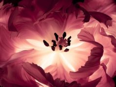 I often think of the life of a flower when I think of earth women (and men)