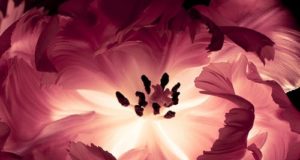 I often think of the life of a flower when I think of earth women (and men)