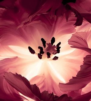 I often think of the life of a flower when I think of earth women (and men)