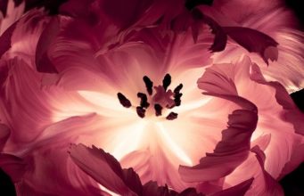 I often think of the life of a flower when I think of earth women (and men)